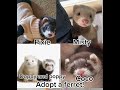 Adopt a ferret!