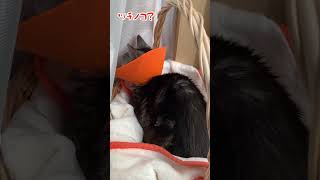 【本日のチャッピー】#猫#保護猫#おばあちゃん猫#お昼寝#かわいい#癒し