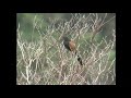 バンケン（1）珍鳥（与那国島・久部良） lesser coucal wild bird 野鳥 動画図鑑