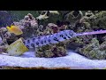 snowflake eel vs. squid tentacle