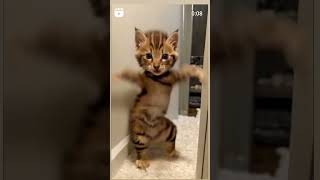 yah dekhiae bhai hamari billiyon Ki Masti#viral #shortvideo 😂😂😂🥰😂🤑🐱