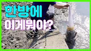 물빠진 수문앞에서 바다투망 한방에 이게뭐야? 종류도 가지가지.../캠핑/차박/낚시/투망던지는법/농어/숭어/망둥어/cast net fishing/pesca/big fish