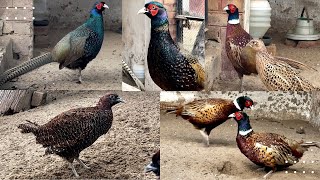 Variety of Pheasants | Wood Green Pheasants, Common Pheasants and Silver Pheasants #pheasant #birds