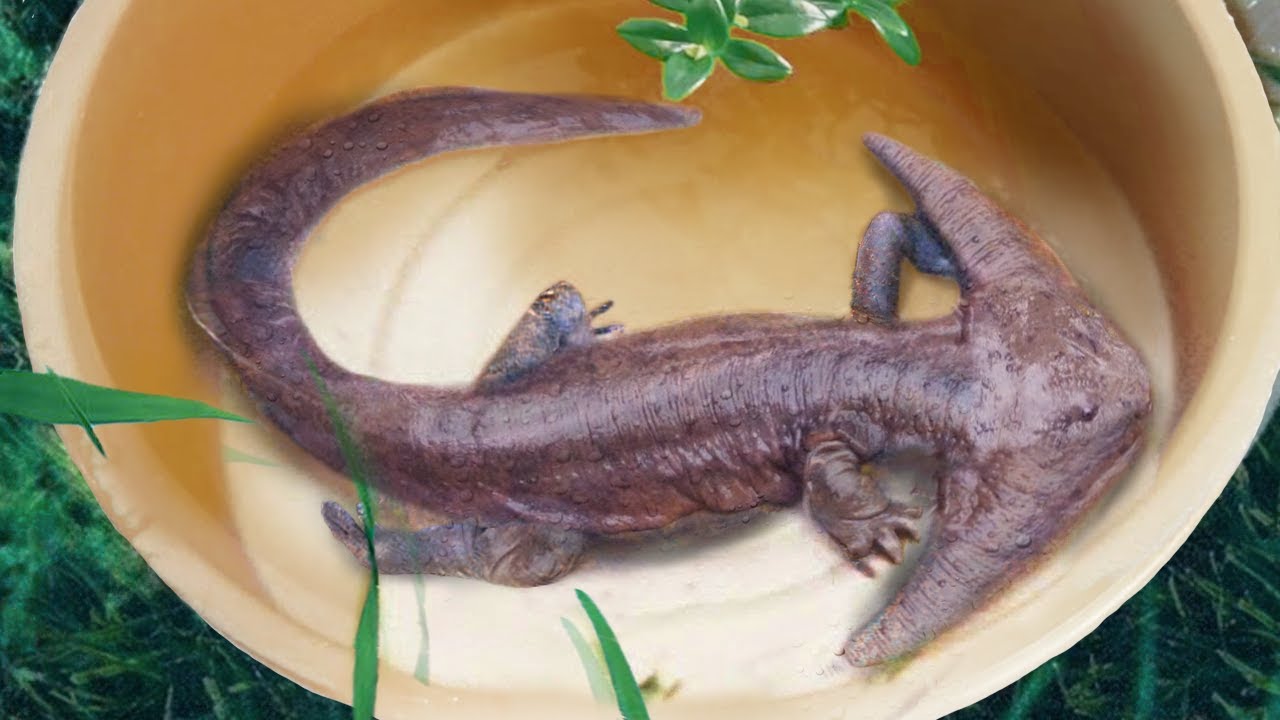 Prehistoric Animals Found Alive