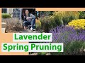 Lavender Spring Pruning Guide