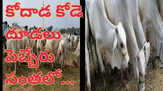 కోదాడ కోడె దూడలు పెబ్బేరు సంతలో...//kodhada ongole bulls in pebair market