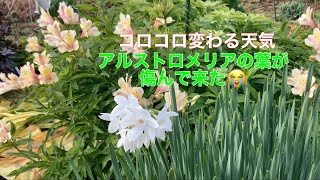 まるおの母　まるこの宿根草と低木の庭　2021 11 24 天気がコロコロ変わる庭。晴れたり曇ったり、雨が降ったり虹が出たり、突風雨が吹いたり。サンシュユの剪定をしました。