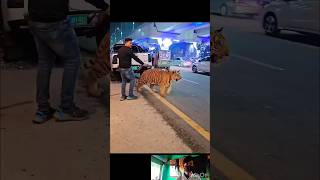 now  😲🐅😱💯Respect shorts video viral #shortsfeed