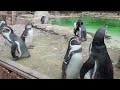 a day at london zoo 2024