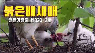 붉은배새매 - 포란, 육추과정 / 환경부 멸종위기 야생생물 II급