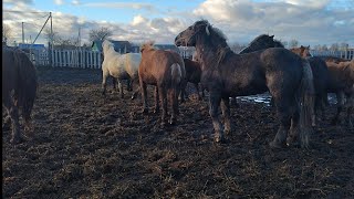 жеребец договорился с кобылой на поровку