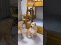 Golden retriever protects children playing on bed😇