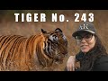 Did You Know About This UNUSUAL Tiger Behaviour ? | Panna Tiger Reserve | ATR DAILY VLOG - 31