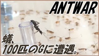 蟻戦争Ⅱ＃4   アリが100匹のゴキブリに遭遇したら戸惑いが凄いｗ編～ants meets 100 cockroaches～