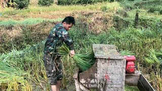 丰收的季节遍地金黄，阿贵下田打稻谷，干得热火朝天