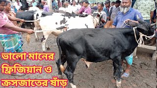 আজ ৯ আগস্ট সোমবার || বাজারের সবচেয়ে সেরা মানের ফ্রিজিয়ান ও ক্রসজাতের ষাঁড় গরুর দাম || আমবাড়ী হাট