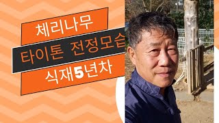 체리나무 타이톤 5년차 전정 모습