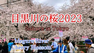 目黒川の桜2023.3.24 中目黒駅から中橋まで歩く/Meguro River Cherry Blossom 🌸