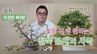 #꽃정리 #분재 #왜철쭉 @이것만하자!! 화기후 관리 [철쭉 분재의 시작]