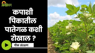 Cotton Crop : कपाशी पिकातील पातेगळ कशी रोखाल? | ॲग्रोवन