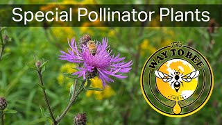 Plants for Bees and other pollinators, including honey bees, narrated.