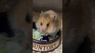 ゴールデンハムスター　キャベツをむしゃむしゃ…😍#hamsters #criceto #倉鼠 #shorts