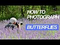 How to photograph butterflies