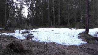 Tiurleik i Birkenes 2015. Capercaillie display in Birkenes, Norway