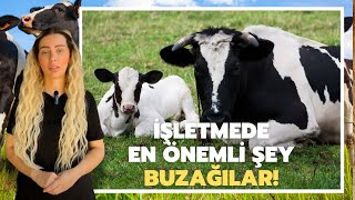 İşletmede En Önemli Şey Buzağılar!