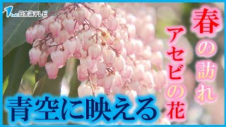 【春だなぁ】春の訪れを感じる“アセビ”の花が見頃　鳥取県鳥取市