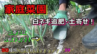 【家庭菜園】白ネギ＜長ネギ＞の追肥・土寄せ！！