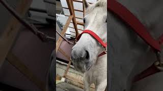 柔らかい鼻をもつ馬🐴