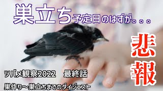 【閲覧注意】巣から落ちたツバメ雛の運命はいかに？ツバメ観察最終話（2022.7.10）＆巣作り、育雛、巣立ちまでの48日間ダイジェスト動画エンディング