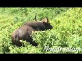 காட்டு எருமை wild buffalo