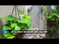 money plant vastu ઘરમાં આ જગ્યા પર લગાવો મની પ્લાન્ટ જુઓ કઇ દિશા છે શુભ zee 24 kalak