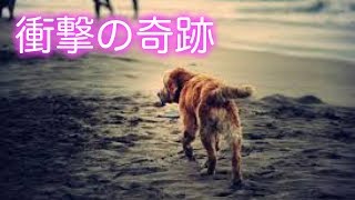 【泣ける話】捨て犬だったレオが起こした衝撃の奇跡。動物　涙腺崩壊　号泣