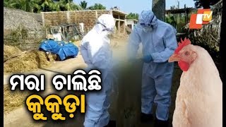 Bird flu situation grim in Krushna Prasad block of Puri