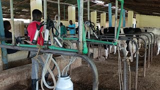 How a Single Cow Can Produce 50 Litres of Milk: Expert Milking Process Explained.