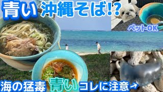 【超危険生物】おしゃれ青い沖縄そばを食べて猛毒カツオノエボシの溜まり場に潜入！