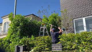 Massive overgrown Viburnum hedge reduction in under 5minutes. #transformation #timelapse #plants