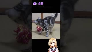 猫好きならわかる猫雑学クイズ！第１７問、第１８問　#猫 #雑学 #姫華のアメショーワールド