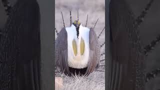 Greater sage-grouse #shorts #funnyanimal #rzmunna #shortsfeed