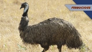 Emus are Pebble-Eating Intruders