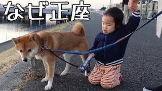 柴犬がクンクンを始めると正座して待つ２歳児【謎】｜犬と子供のvlog