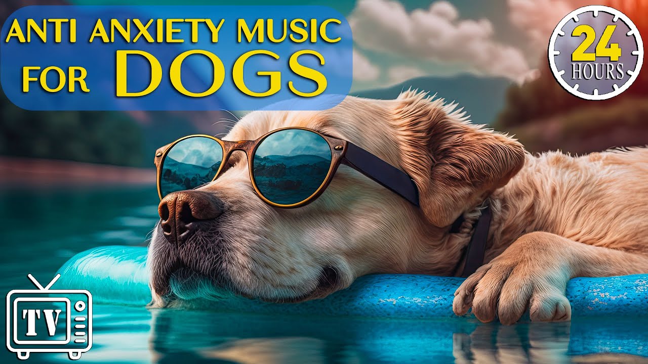 24 Hours Of Anti Anxiety Music For Dogs: Cure Separation Anxiety With ...