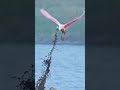 🔥bird in trouble🦩 respect 2 shorts