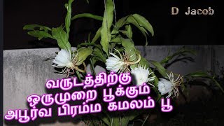 வருடத்திற்கு ஒருமுறை பூக்கும் அபூர்வ பிரம்ம கமலம் | Tamil