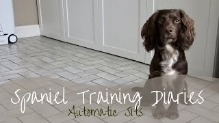 Dog Training - Encouraging manners and calmness using the auto-sit