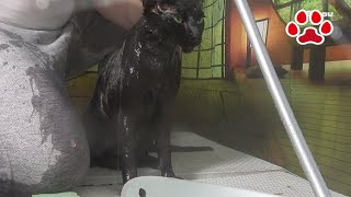 くろのお風呂【瀬戸の黒猫日記】Black Cat Shower