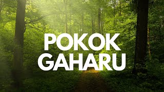 perbezaan jenis pokok gaharu